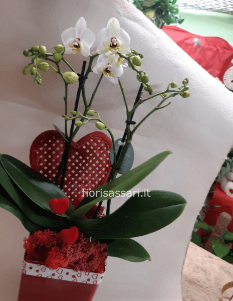Pianta phalaenopsis con decori San Valentino